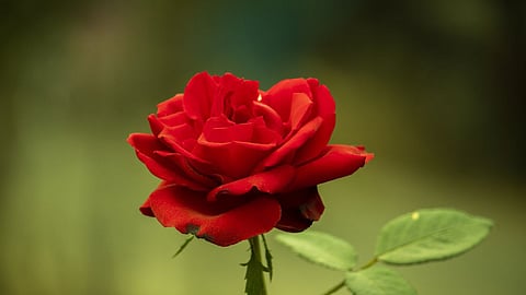 Rose petals benefits, Health tips, benefits of rose