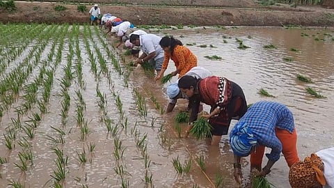 maval, rain, rice, kharip crop, rice cultivation