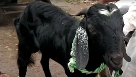 bakriid, solapur