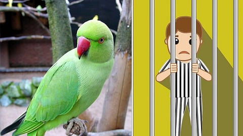Pune Parrot News