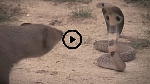 Cobra Snake vs Mongoose Fight Video :