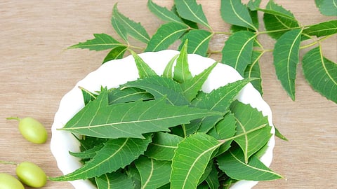 Benefits of neem leaves and bark