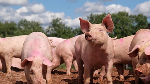 Fifty Pigs died in buldana, Swine flu update