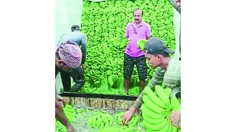 Banana Farming