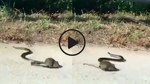 Snake And Rat Fight