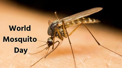World Mosquito Day 2022