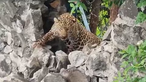 nashik Leopard news