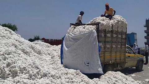 Farmer Cotton Price