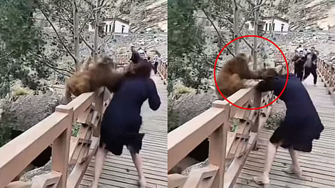 Monkey Attacks Viral Video