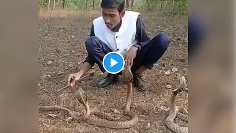 King Cobra Video