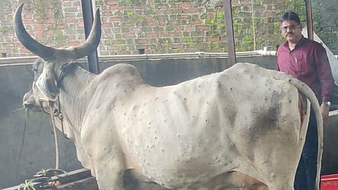 Lumpy Skin Disease In Palghar