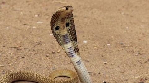 Snake