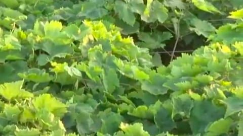 sangli, Grapes, farmer