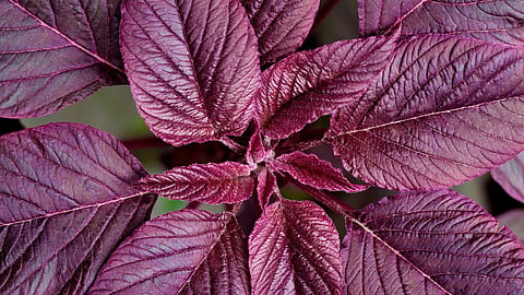 Chaulai Benefits