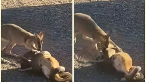 kangaroo Viral Video