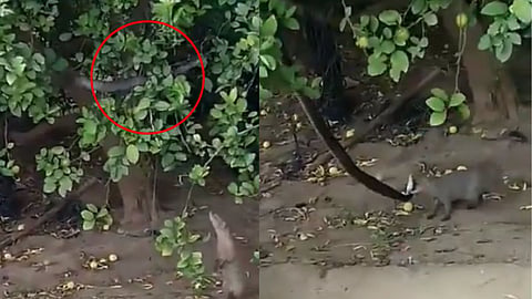 King Cobra Mongoose Fight
