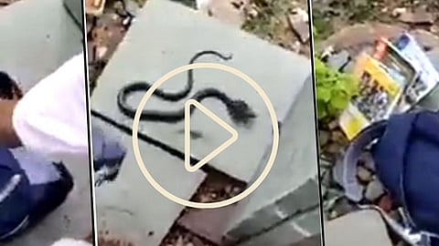 snake found in bag