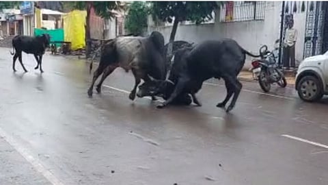 Bull Fight Viral Video
