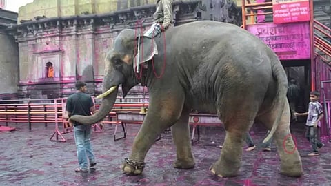 Kolhapur Sundar Elephant Death