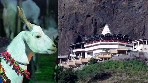 Goat Sacrifice On Saptashrungi Garh