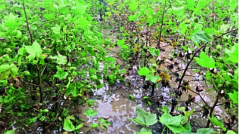 Jalgaon Rain