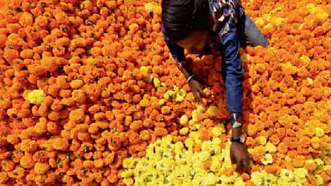 Diwali 2022, Marigold, Nandurbar, Parbhani
