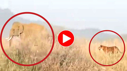 Elephant Vs Tiger Video Viral/Social Media