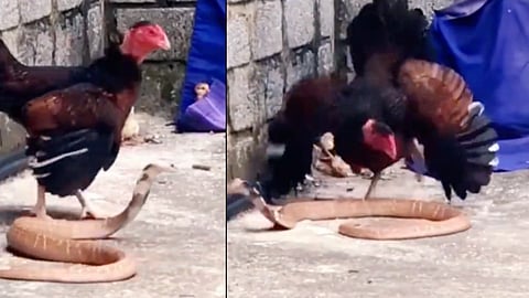 snake fight
