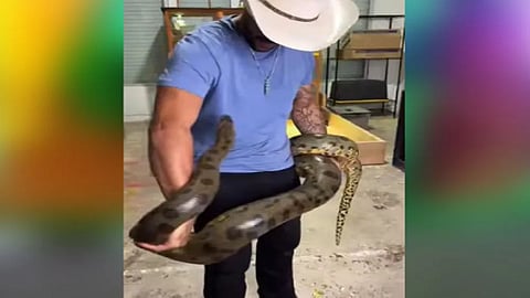 Anaconda viral video
