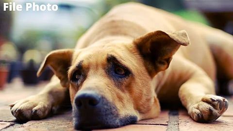 Dog Shot And Killed In Beed
