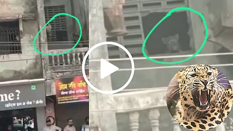 Leopard Attacks in Kolsewadi Kalyan