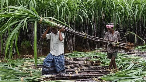 Karad, Satara, Sugarcane, Farmers