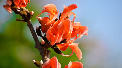 Palash Flower
