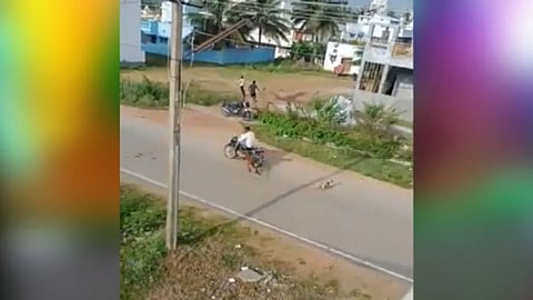 Leopard Attack viral video