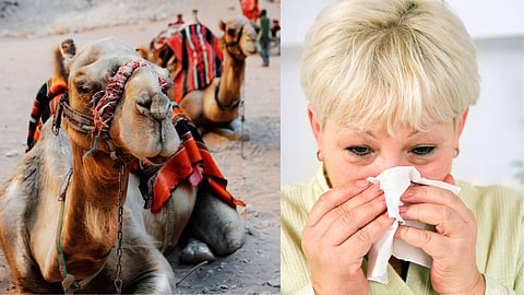 Camel Flu