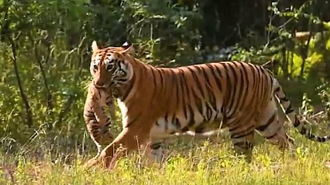 Tadoba , Maya Tigress, Chandrapur
