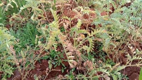 Agriculture News