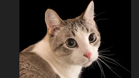 Lovely Cat File Photo