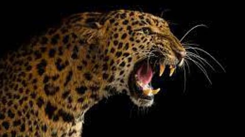 Leopard Attack