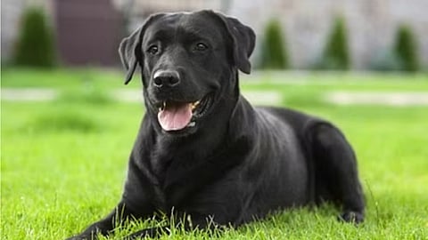 Dog