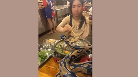 Viral Video Snake