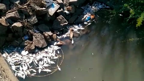 Sangli News Krishna River