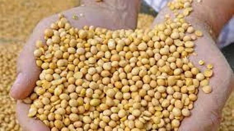soyabean price, latur bazar