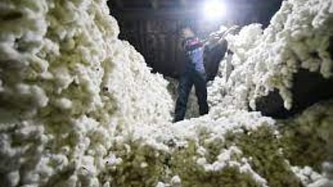Cotton Price