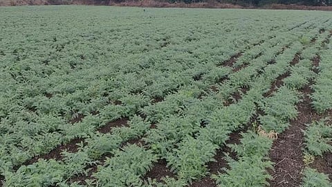 Agriculture News