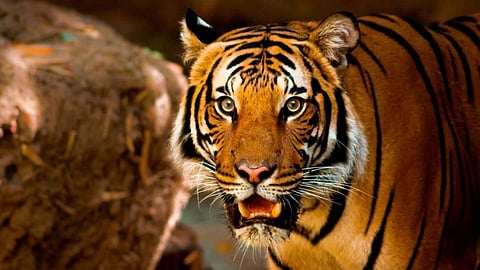Nagpur News: ३ वाघ आणि एका बिबट्याचा मृत्यू बर्ड फ्ल्यूमुळे, गोरेवाडा रेस्क्यू सेंटरमध्ये खळबळ