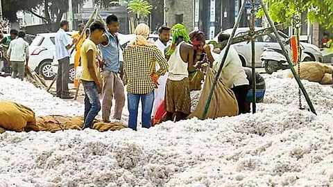 Maharashtra Cotton Price News
