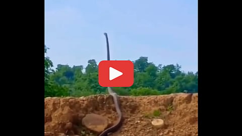 Cobra