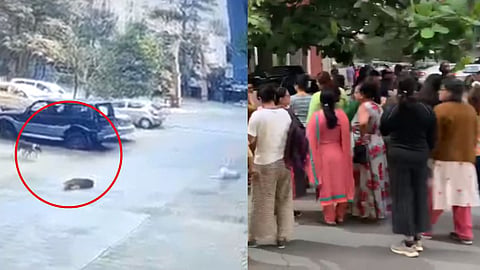 Pune Dogs Attack Viral Video