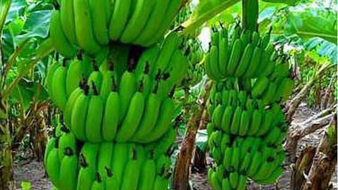 Banana Farmers News
